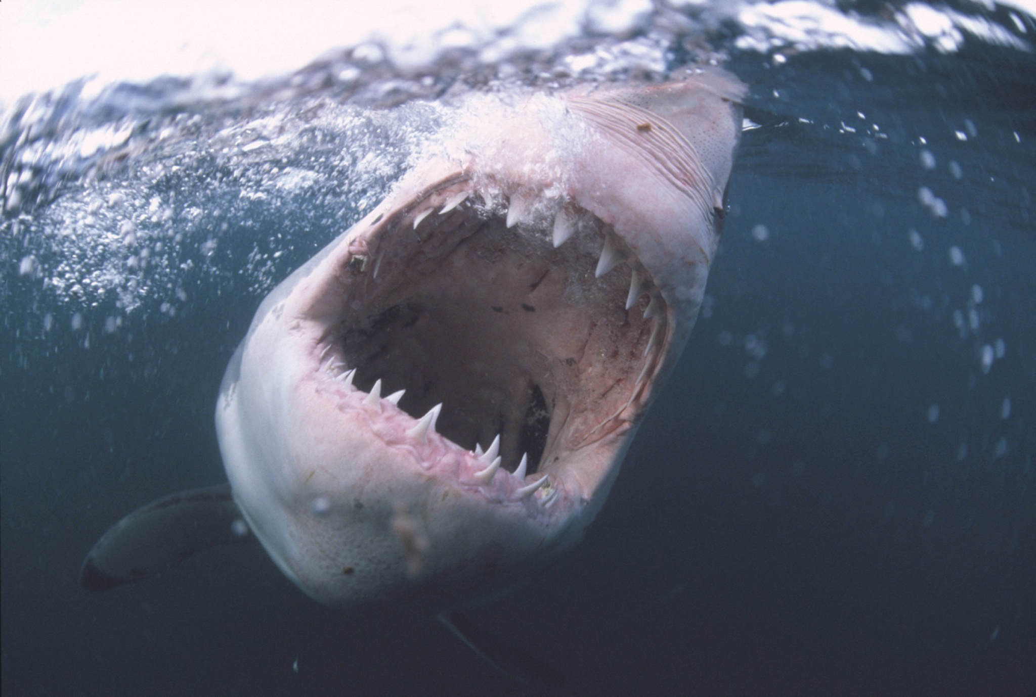Scary shark. Акула людоед в чёрном море. Белая акула.
