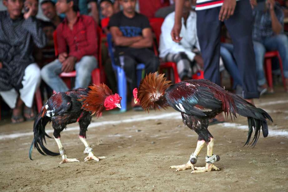 Philippine cock fighting, dvd handjob movies com