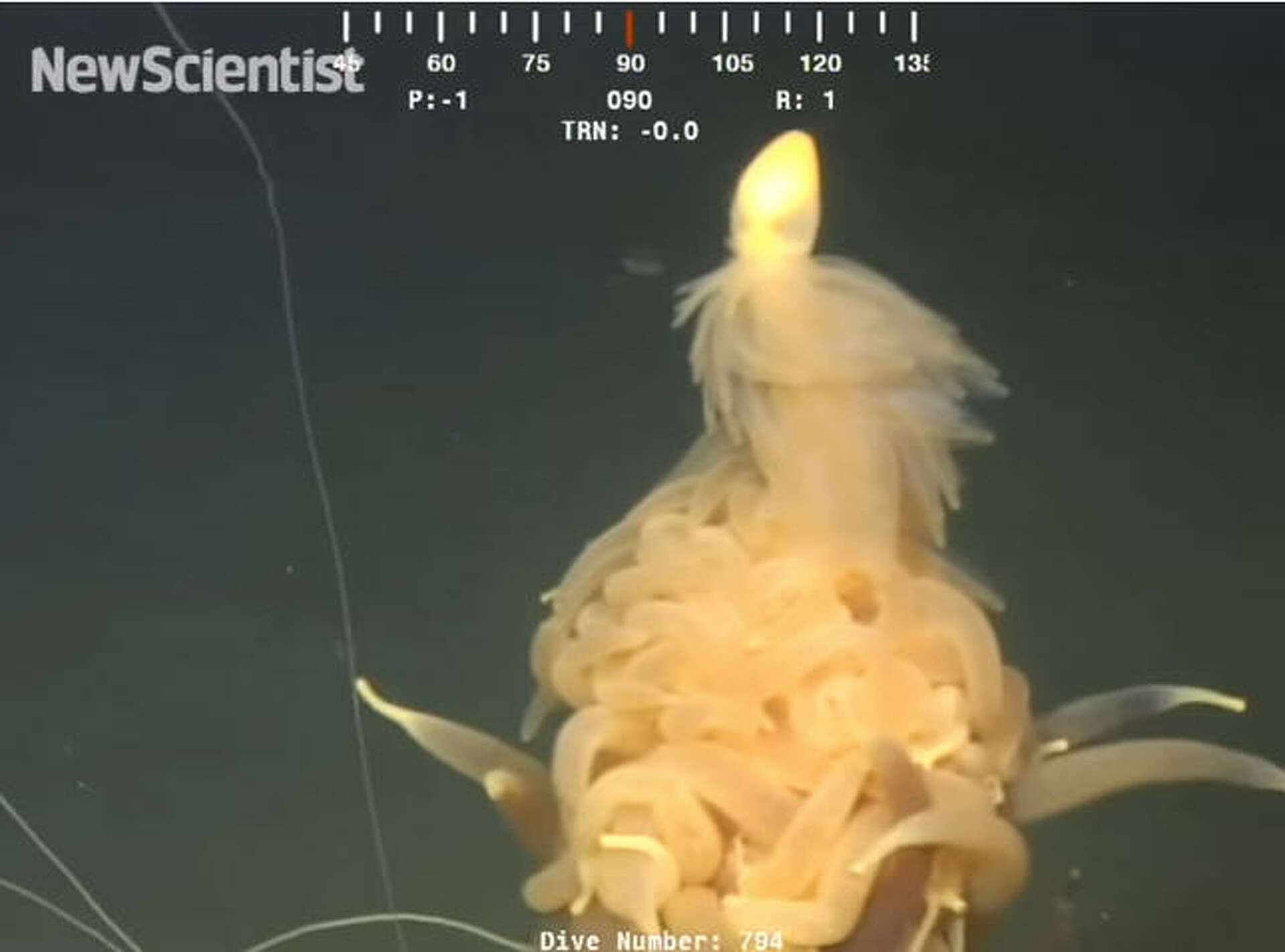 Oil workers spot 'flying spaghetti monster' lurking off the Angola coast, image size:1920x1423