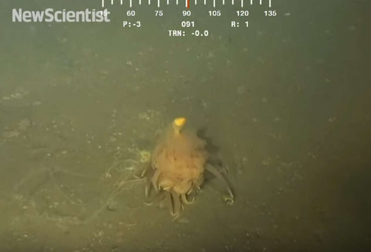 Oil workers spot 'flying spaghetti monster' lurking off the Angola coast