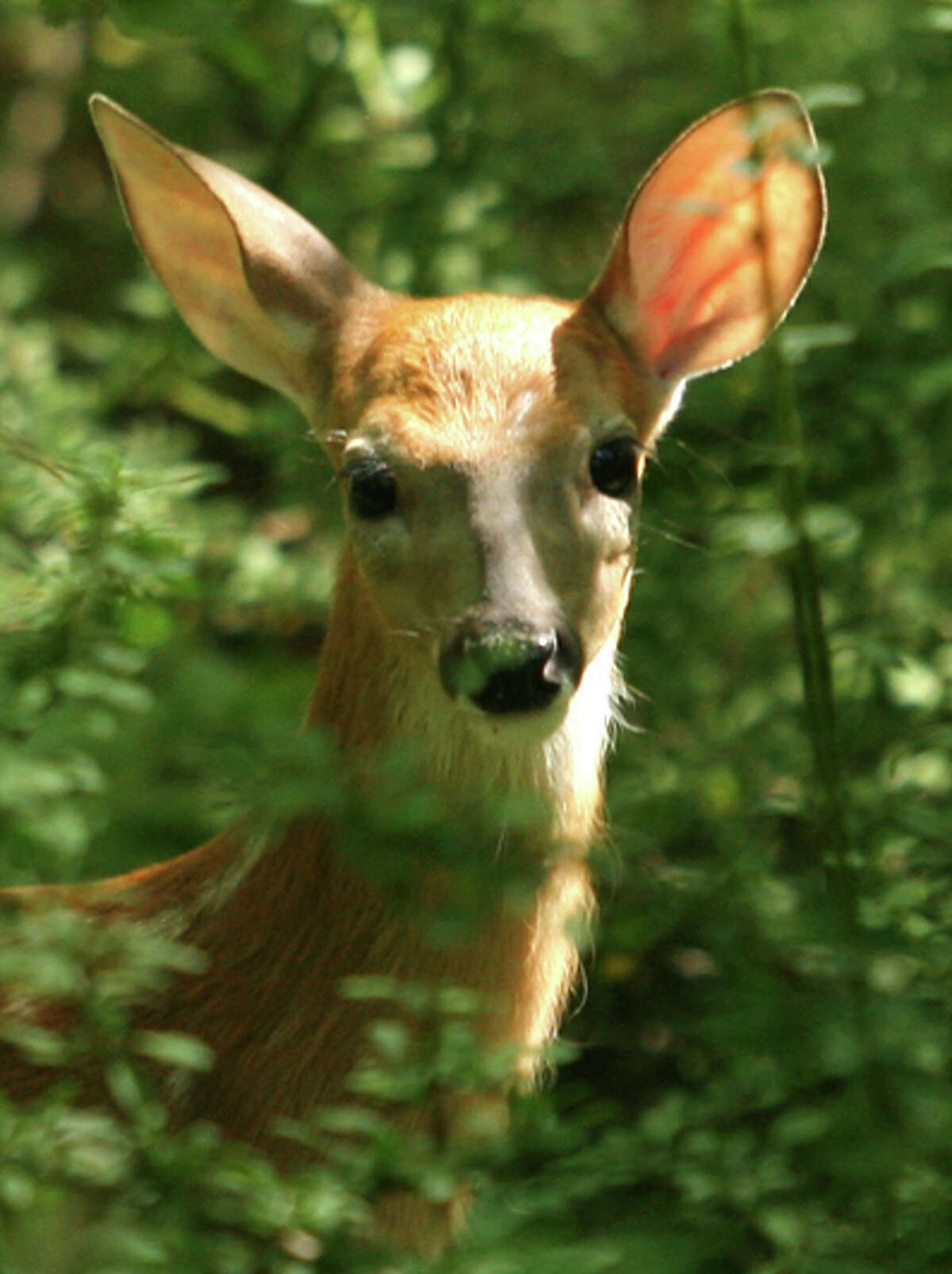 Brace yourself It's cardeer accident season in Michigan