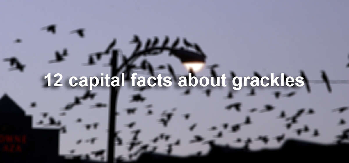 Like geese and hummingbirds, grackles are migratory birds that travel thousands of miles from the north and mid-west states in the U.S. south to Mexico. Click ahead for some fascinating trivia on these truly Texan birds.