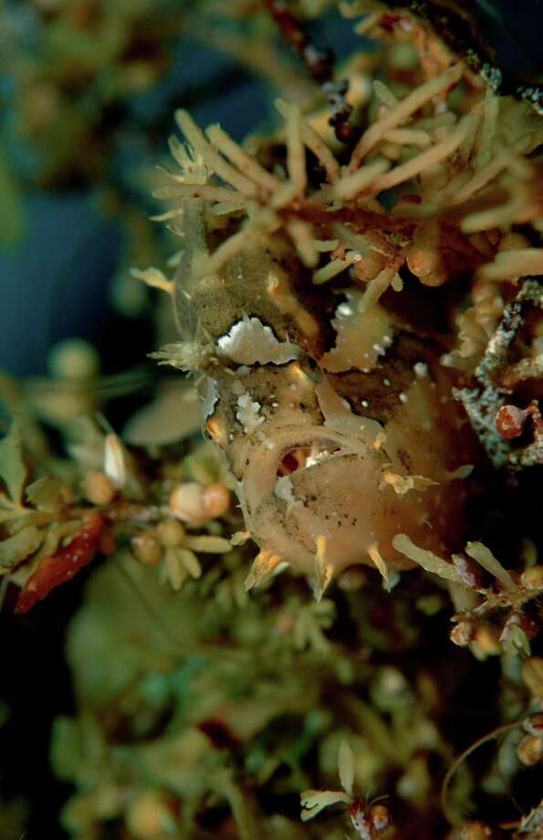 Weird 'fish with legs' found by New Zealand snorkelers