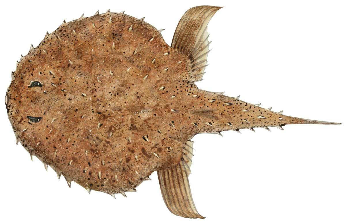 flapjack fish heads