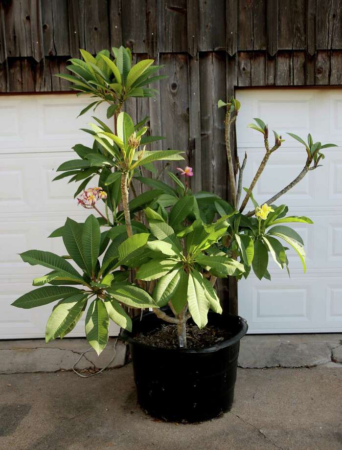 Say goodbye to your plumeria, at least for a while Houston Chronicle