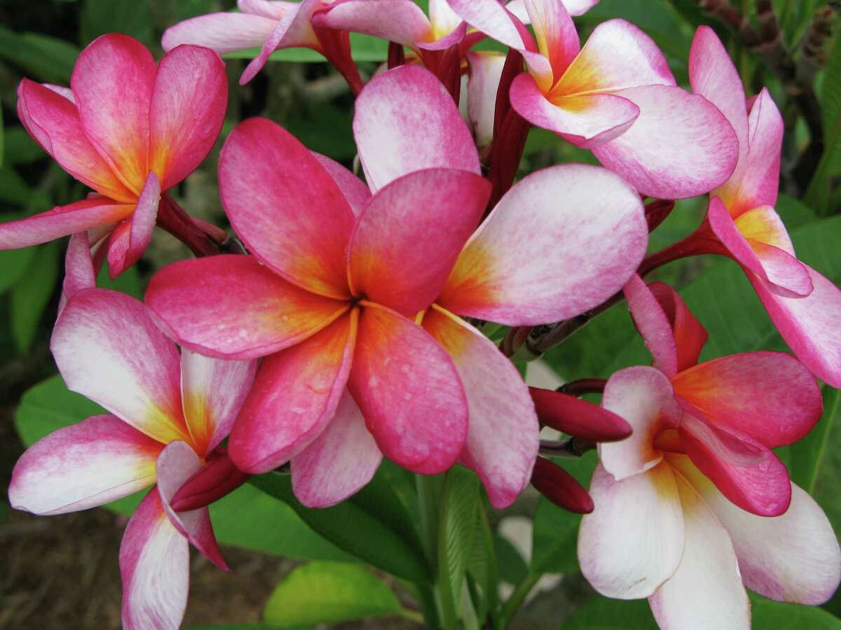 Say goodbye to your plumeria, at least for a while