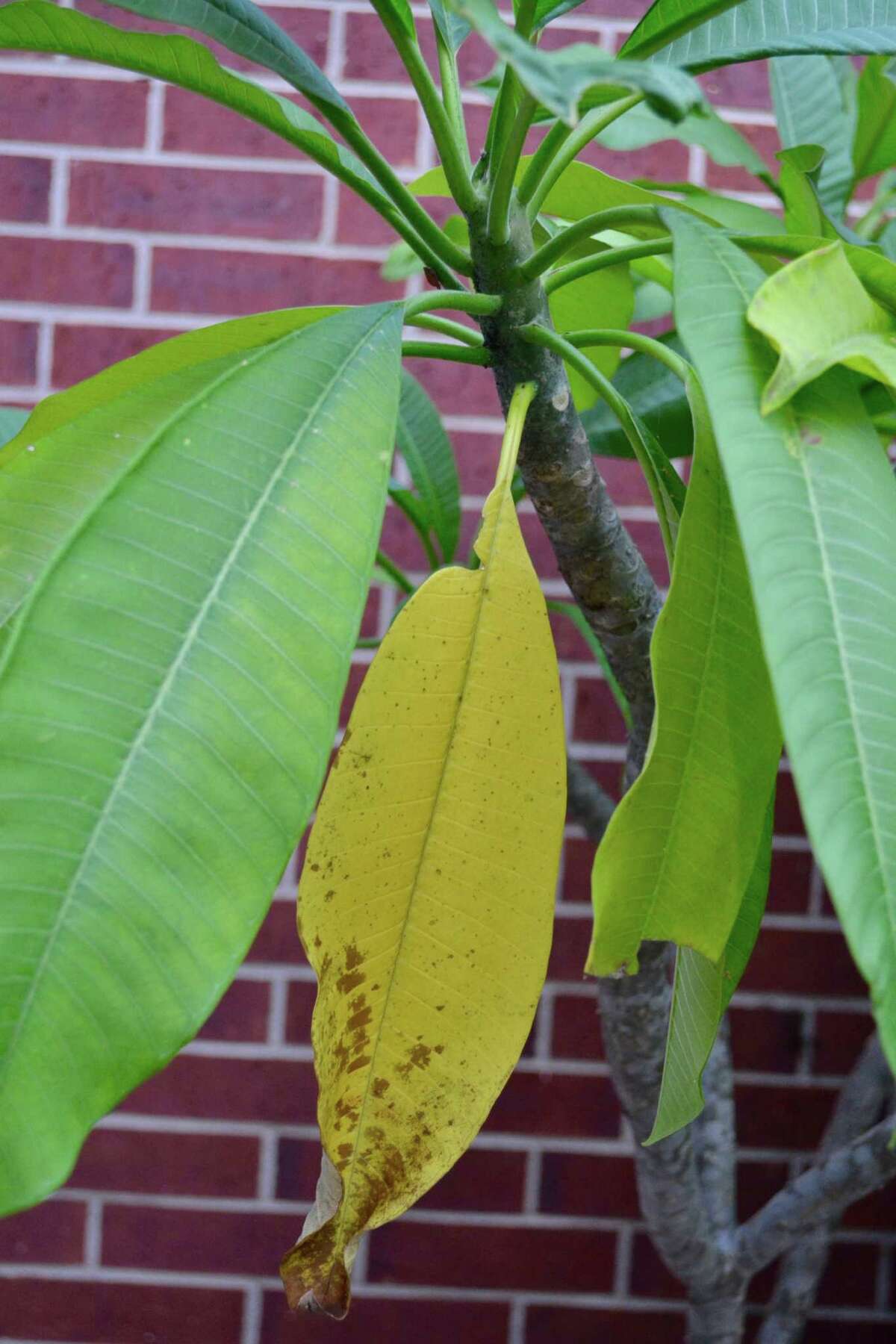 Say goodbye to your plumeria, at least for a while