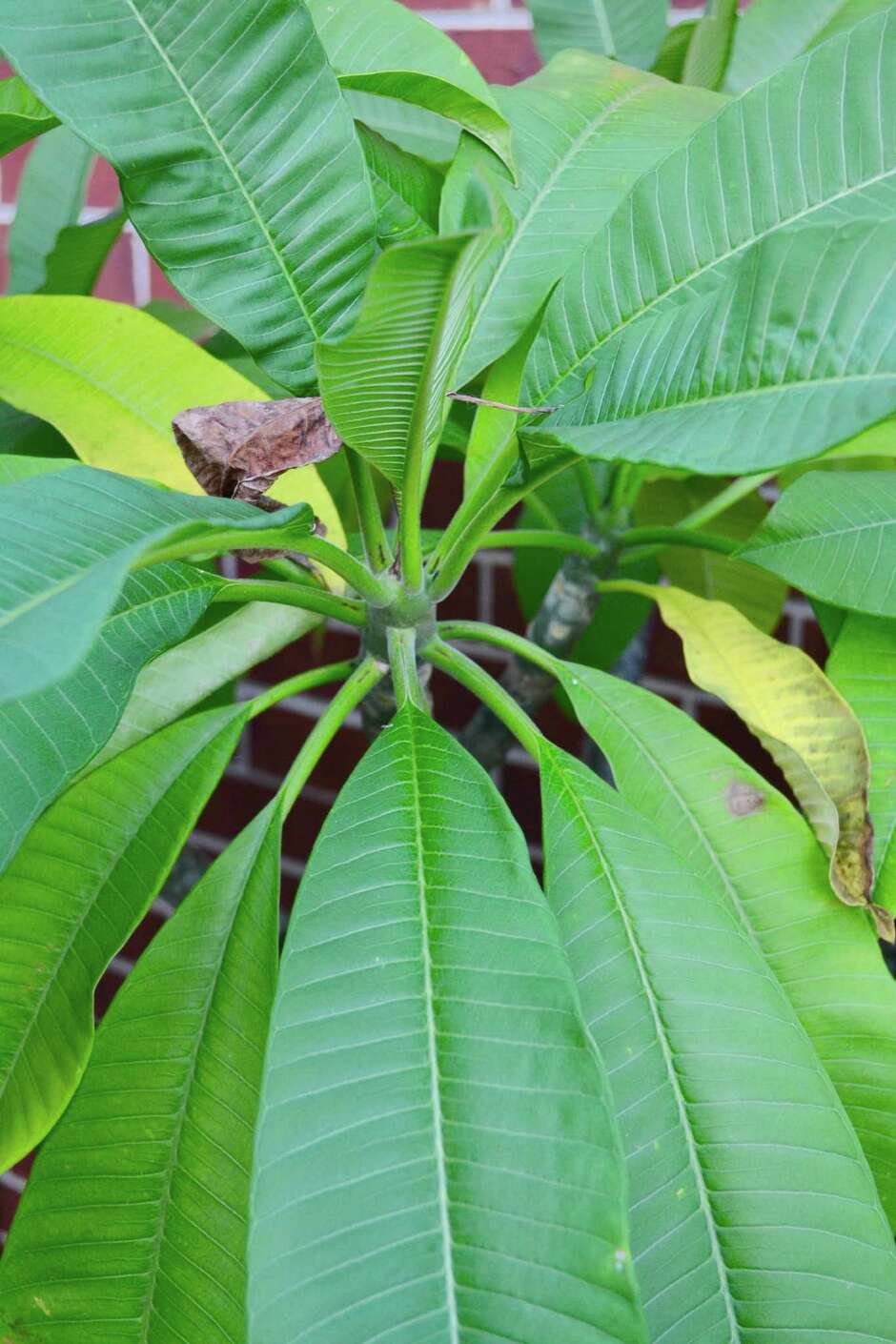 Say goodbye to your plumeria, at least for a while - HoustonChronicle.com