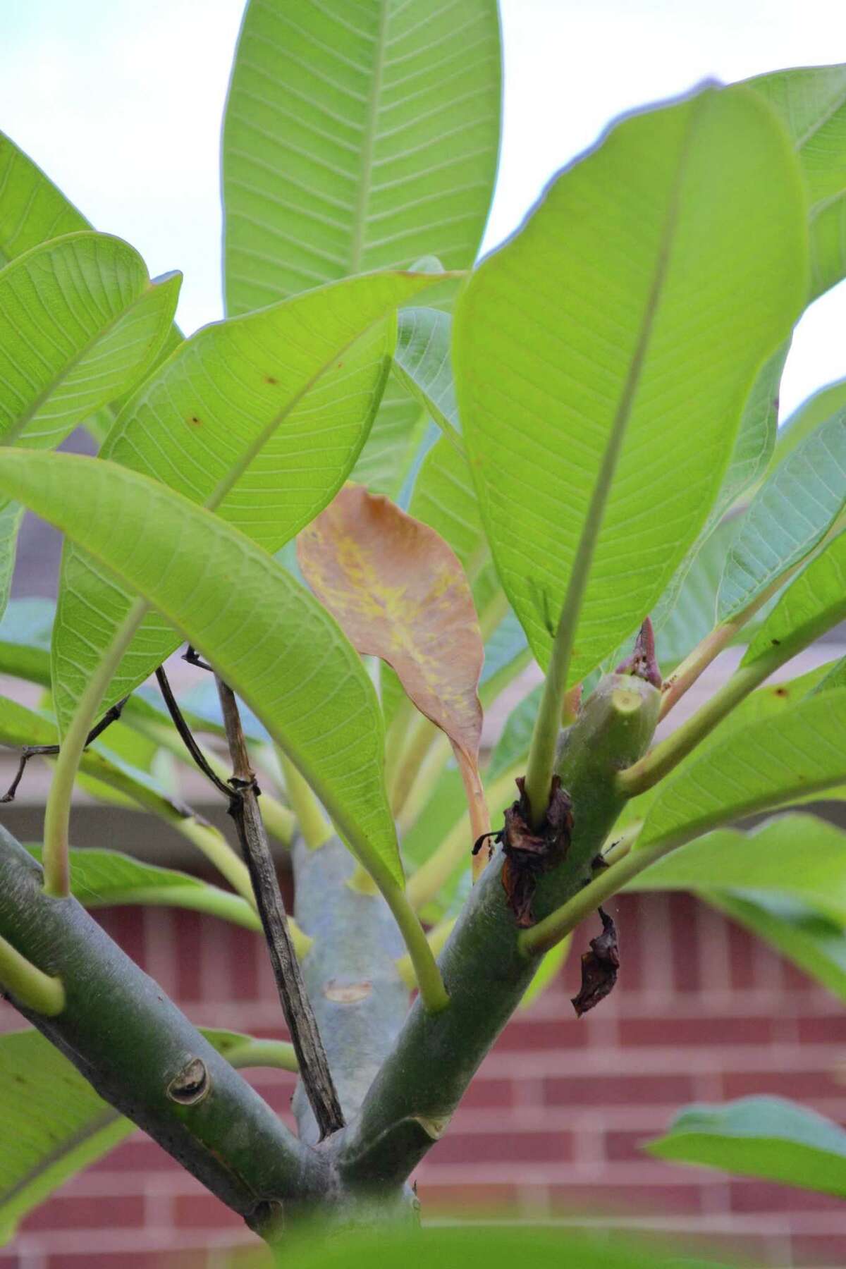 Say goodbye to your plumeria, at least for a while