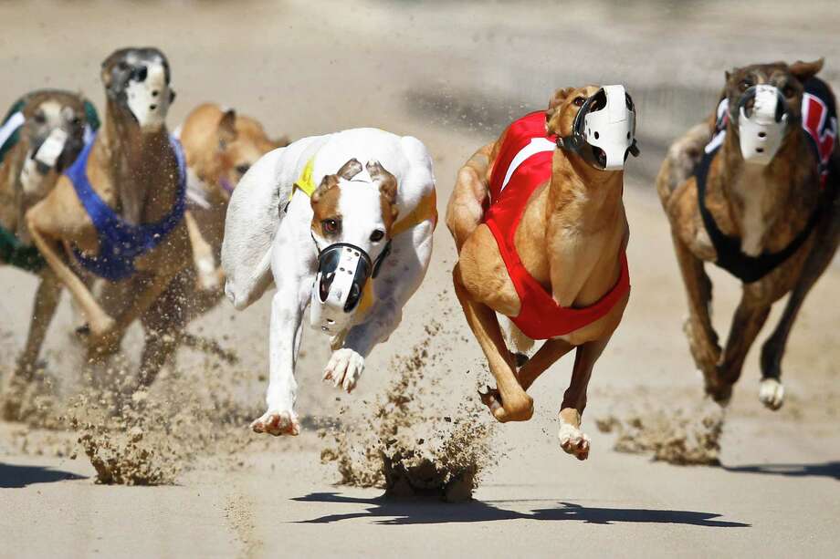 Gulf Greyhound Park, one of the largest dog racing tracks in the state ...