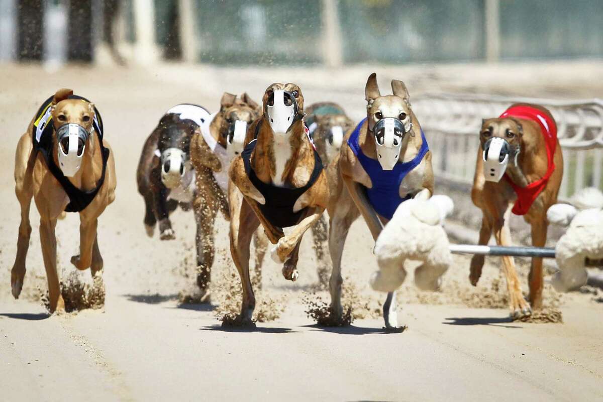 greyhound dog park
