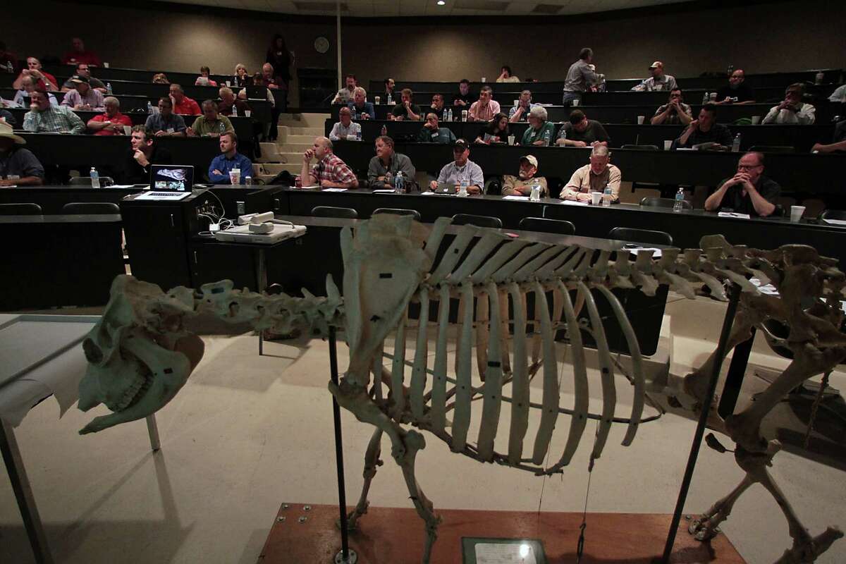 A cow skeleton in the classroom as Professor Davey Griffin discusses meat grading of the Foodways Texas and Texas A&M University's Camp Brisket at the university's Rosenthal Meat Science & Technology Center Friday Jan. 10, 2014, in College Station. Camp Brisket focuses smoked brisket, covering topics such as grades/types of beef, types of smokers and more. ( James Nielsen / Houston Chronicle )