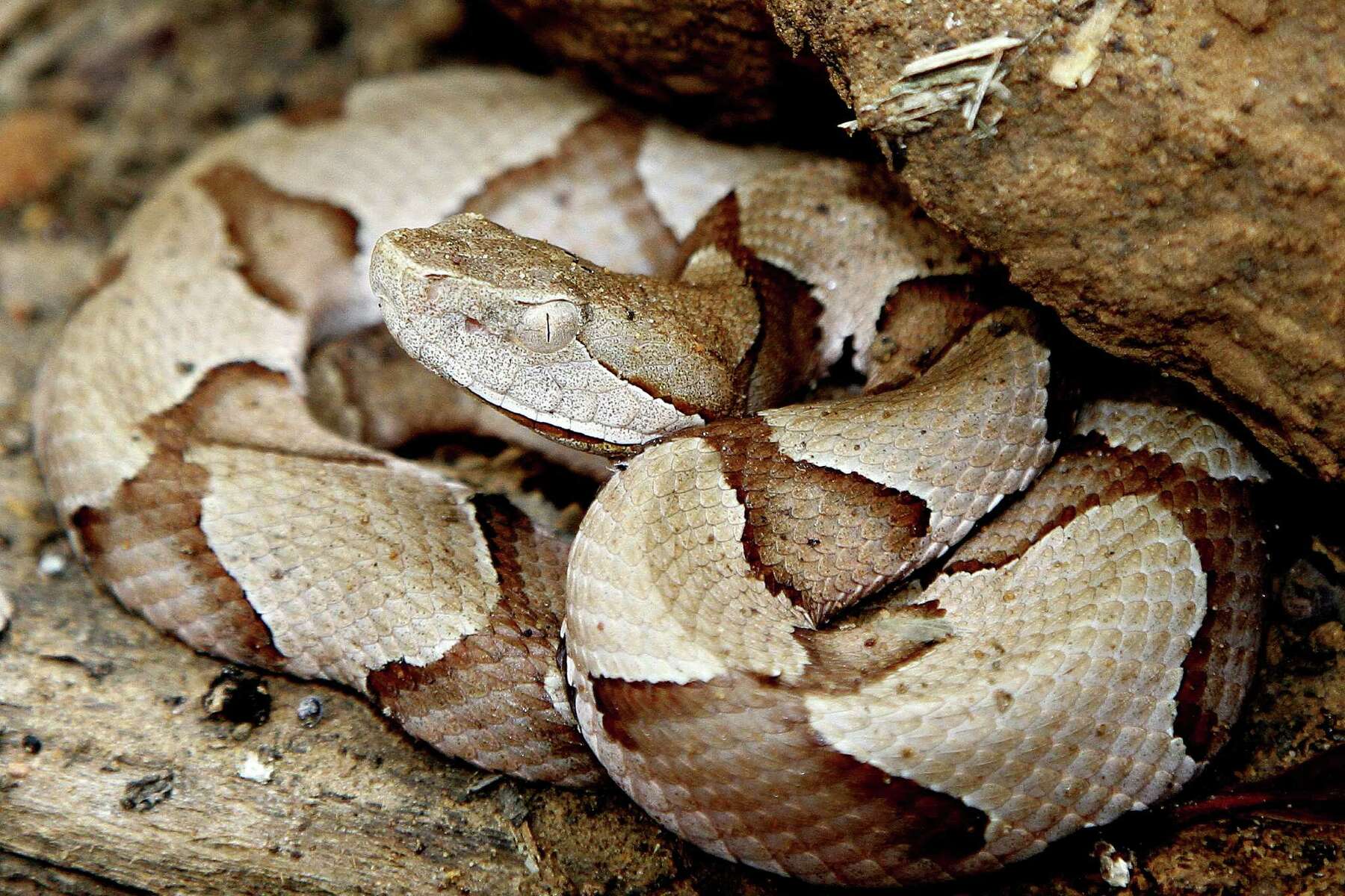 Copperhead Snakes Engage In Nightly Summertime Feeding Congregation