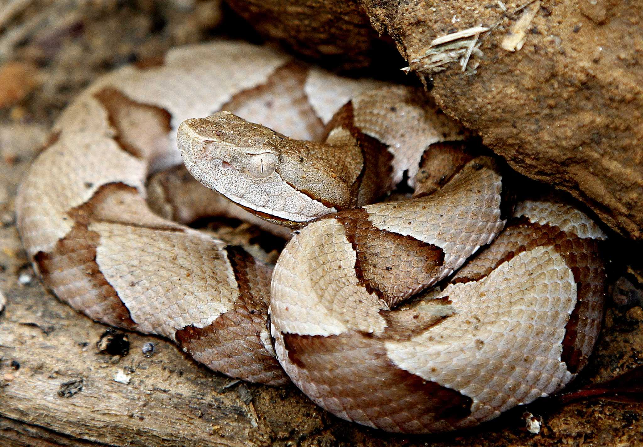 Copperhead snakes engage in nightly summertime feeding congregation - Houston Chronicle