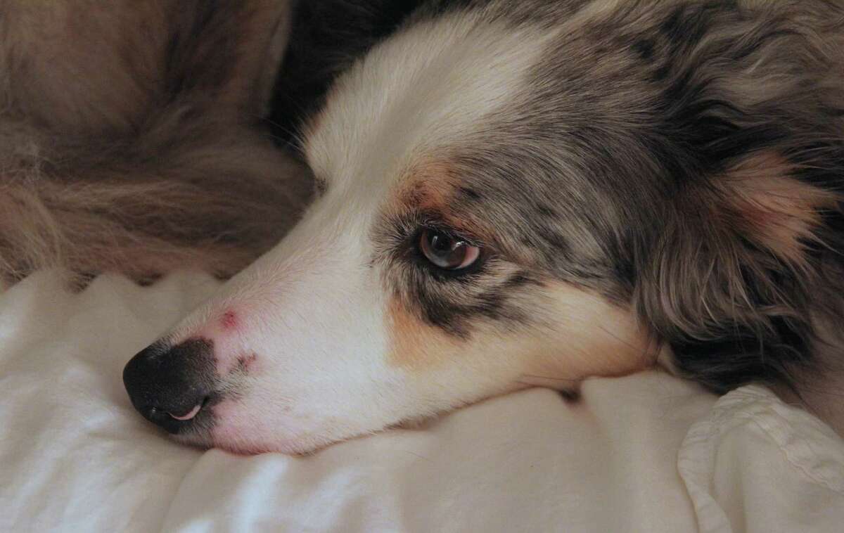 Barely 12 hours after being struck on the muzzle by a copperhead, Chloe the border collie shows little negative physical effects of the encounter because of quick treatment from her veterinarian.