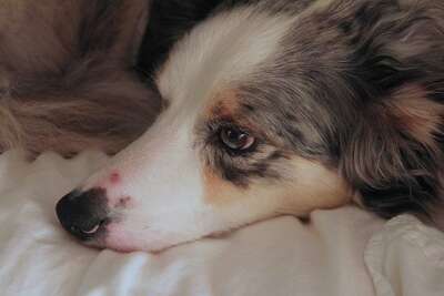 Snakes Biting Dogs Are Scary But Rarely Lethal Situations