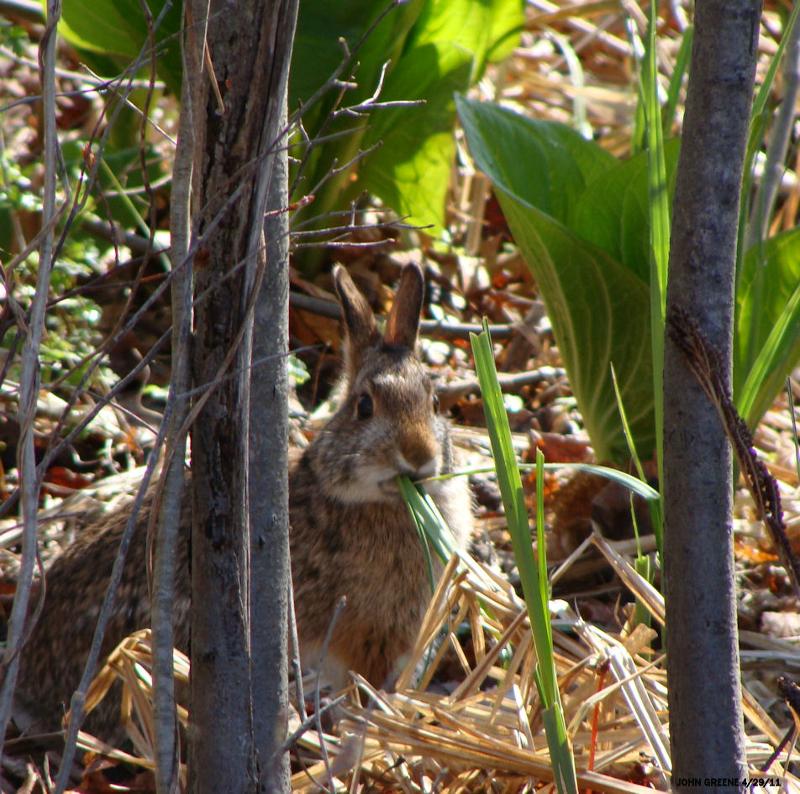 Rare rabbits hanging out in Fairfield