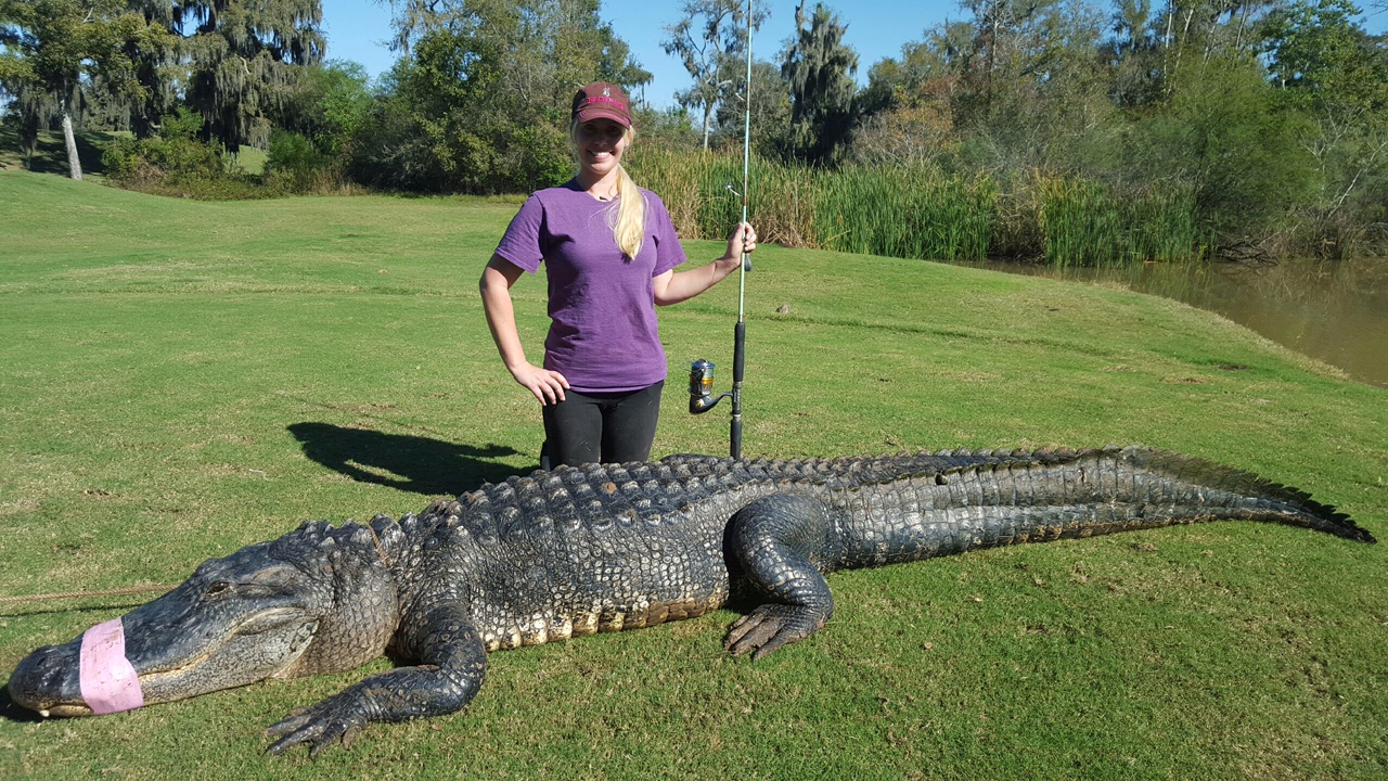 Image result for alligators in texas