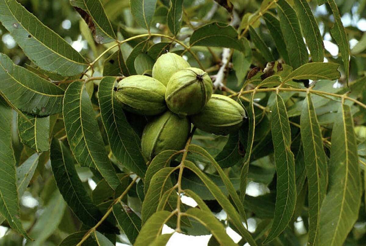 Pecans good for more than just pie