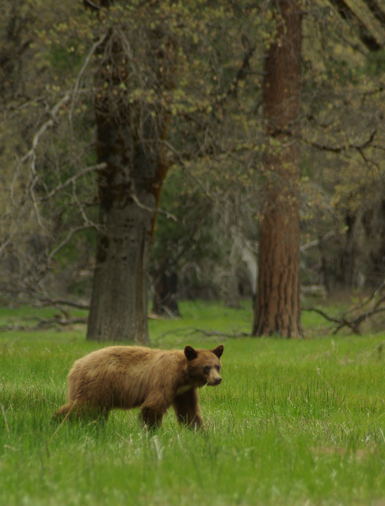Yosemite Bear Encounters Down As Campers Wise Up 8331