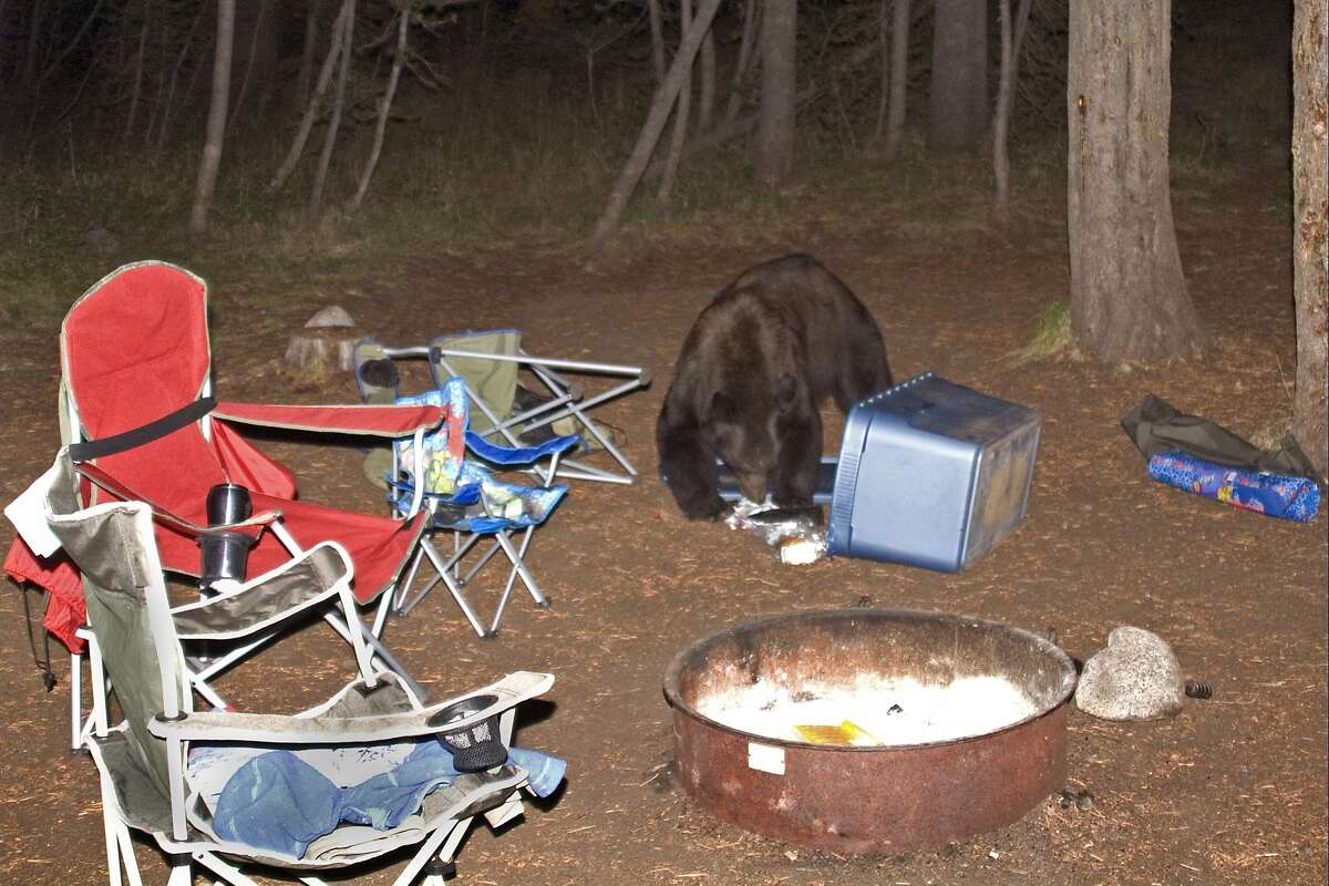 Yosemite bear encounters down as campers wise up