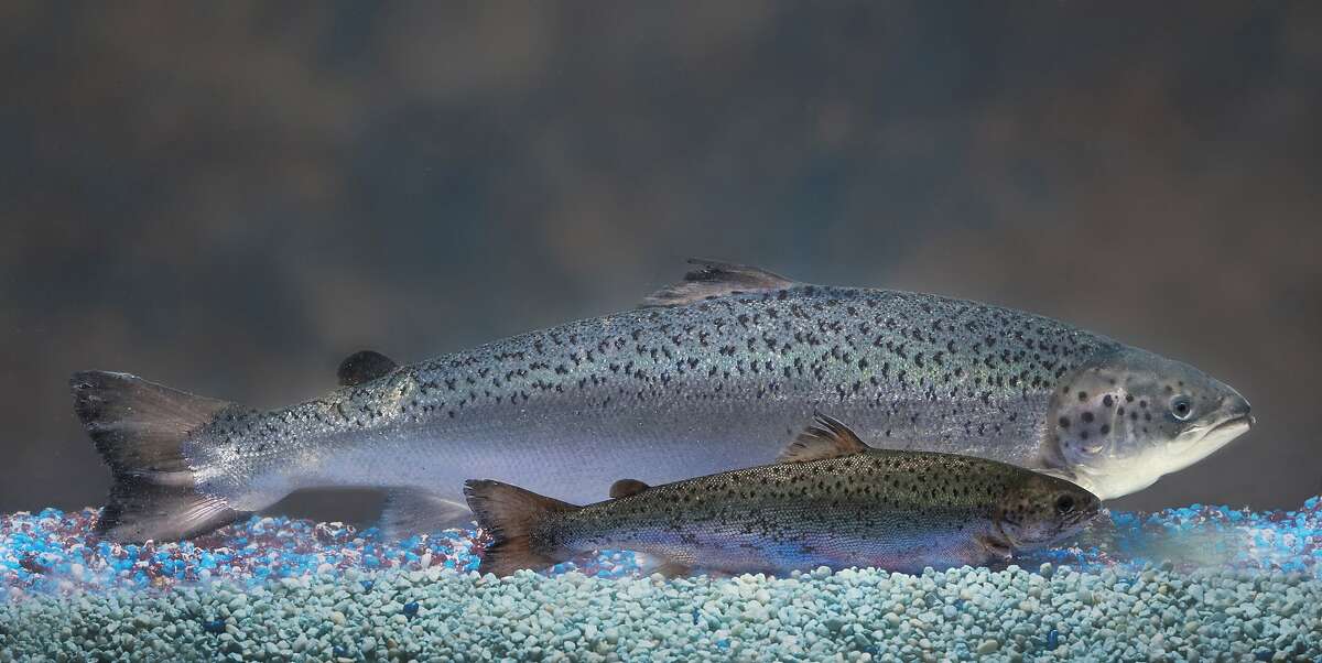 This undated handout photo provided by AquaBounty Technologies shows two same-age salmon, a genetically modified salmon, rear, and a non-genetically modified salmon, foreground. The Food and Drug Administration pondered Monday whether to say, for the first time, that it's OK to market a genetically engineered animal as safe for people to eat. (AP Photo/AquaBounty Technologies)