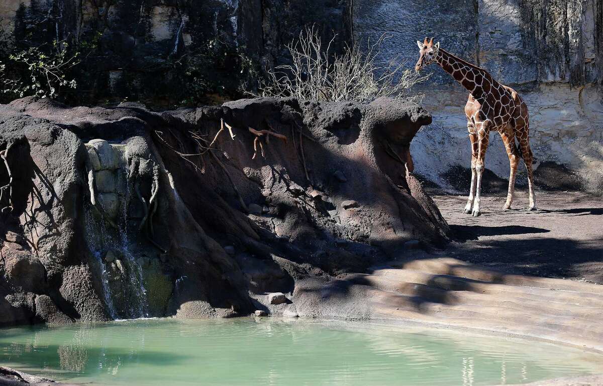 Giraffes at the San Antonio Zoo get new names
