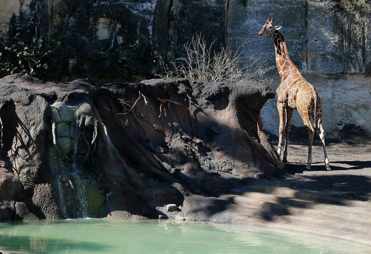 San Antonio Zoo opens new exhibit featuring 3 giraffes
