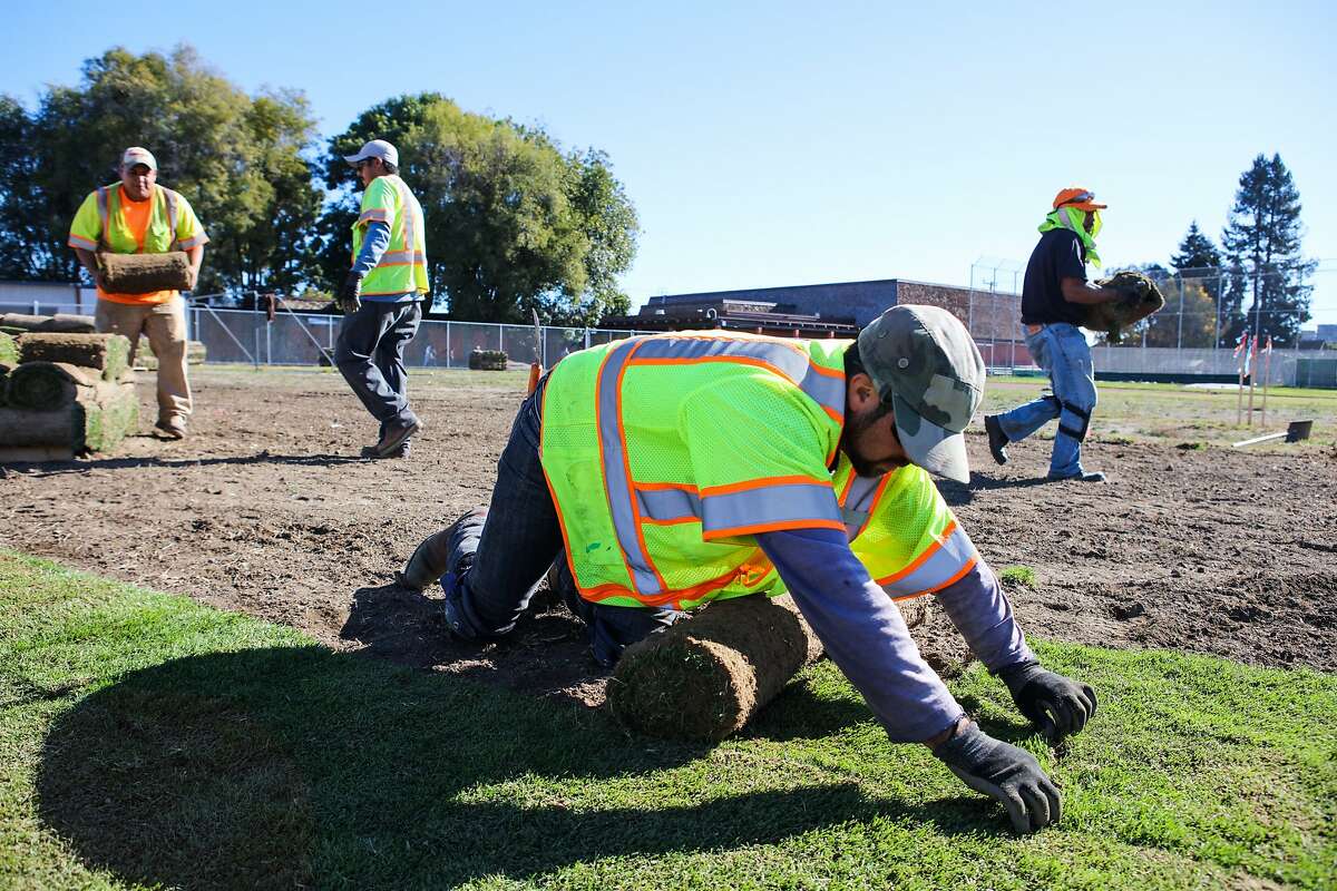 (l-r) Jonathan Garcia, Efren Martinez, Ramaro Pena and Luis Arteaga lay sod on a baseball field at Oakland International High School, in Oakland, California, on Thursday, November 19, 2015. The renovation is part of a bond construction site, which is overseen by interim facilities director Lance Jackson.