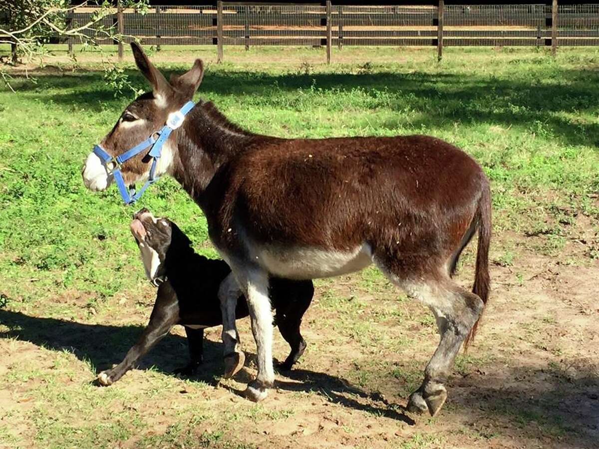A pit bull and a donkey were seen wandering around Magnolia, and are now looking for a permanent home.