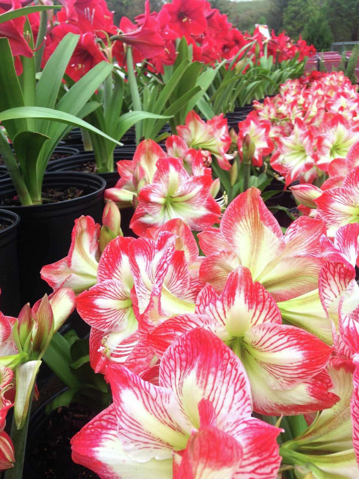Enjoy spring blooms in the winter by 'forcing' amaryllis, paperwhites