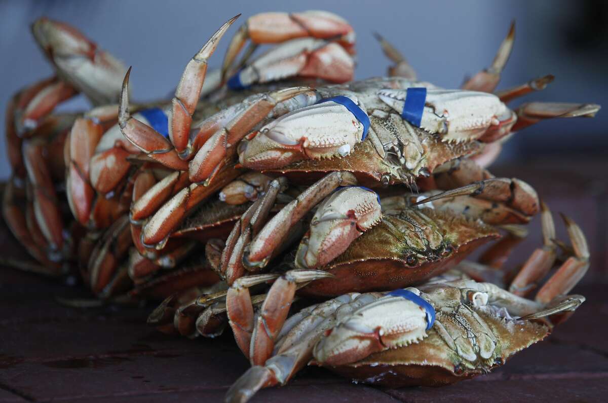 Fresh Dungeness crab imported from Washington state is sold at Fishermen's Grotto restaurant on Fishermans Wharf in San Francisco, Calif. on Friday, Nov. 20, 2015. Recent tests indicate that domoic acid in Dungeness crab have dropped to acceptable levels but it will still take a little while longer to lift the ban on the local crabbing season.