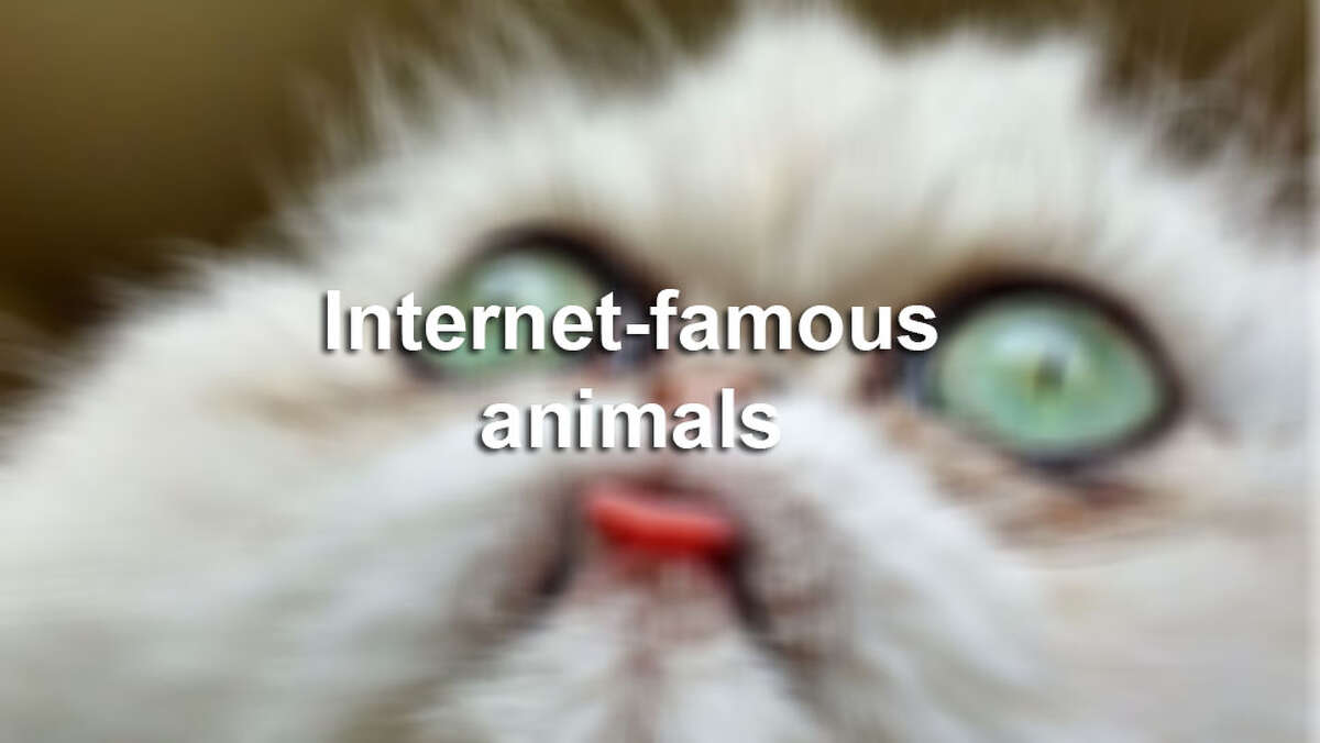 Internet-famous animals