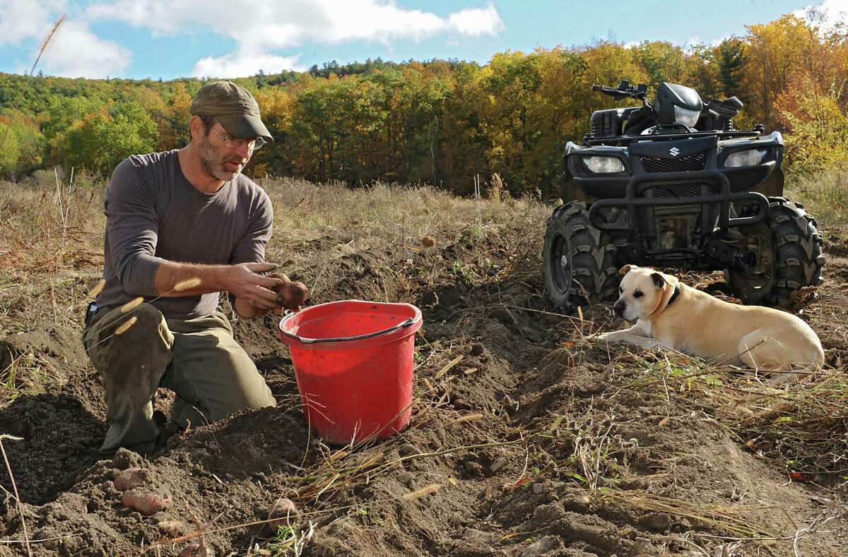Bob Comis harvests Chieftan red potatoes with his dog Monk at his InLine Farm Thursday, Oct. 15, 2015 in Schoharie, N.Y. Comis is featured in an upcoming full-length documentary, "The Last Pig." The film describes his years of raising pigs for slaughter and how he had an epiphany about killing the affectionate, smart animals a year ago. He quit pig farming, became a vegan and switched his Schoharie acreage to an organic vegetable farm that is a source for vegan restaurants. This was one of the fields the pigs would graze in. (Lori Van Buren / Times Union)