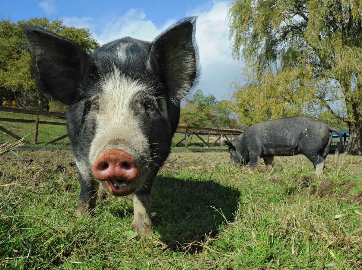 Pigs Mario, left, and Audrey graze in a field at Catskill Animal Sanctuary on Sunday, Oct. 18, 2015 in Saugerties, N.Y. These pigs were brought to the sanctuary by Bob Comis who is featured in an upcoming full-length documentary, "The Last Pig." The film describes his years of raising pigs for slaughter and how he had an epiphany about killing the affectionate, smart animals a year ago. He quit pig farming, became a vegan and switched his Schoharie acreage to an organic vegetable farm that is a source for vegan restaurants. (Lori Van Buren / Times Union)