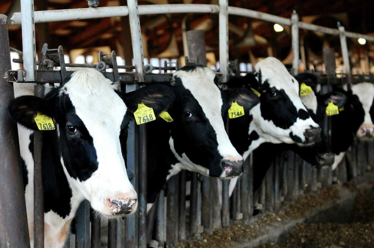 The cows, who are the stars of Kings Brothers Dairy, on Thursday, Oct. 29, 2015, at Kings-Ransom Farm in Schuylerville, N.Y. (Cindy Schultz / Times Union)