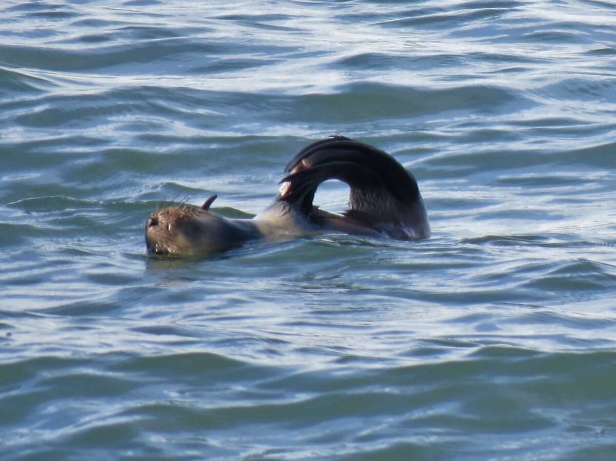 A rare verified sighting of a northern fur seal in San Francisco Bay was made last Saturday on a nature trip with the Golden Gate Audubon Society aboard Dolphin Charters out of Berkeley Marina