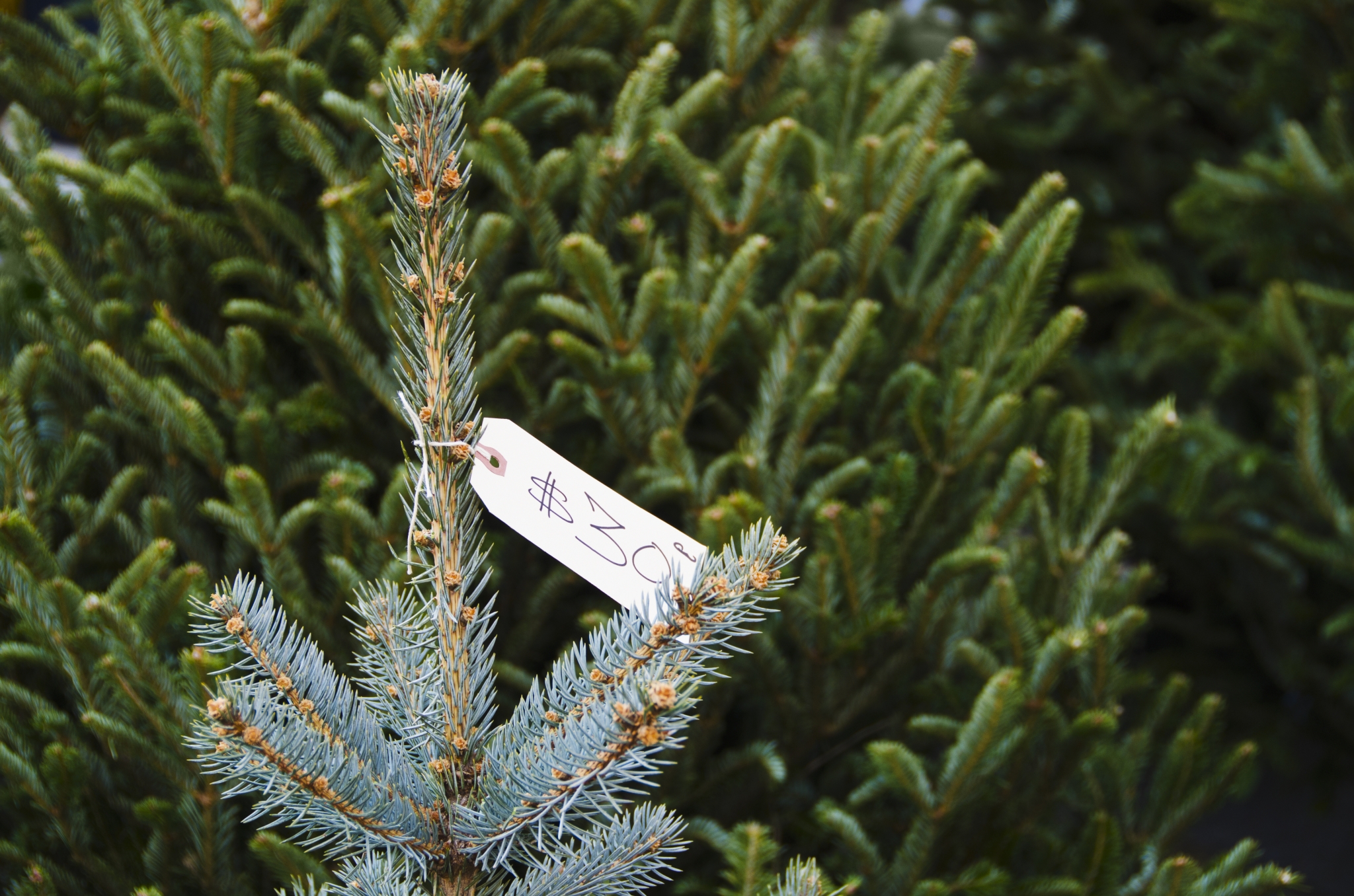 How to buy a Christmas tree in 7 easy steps