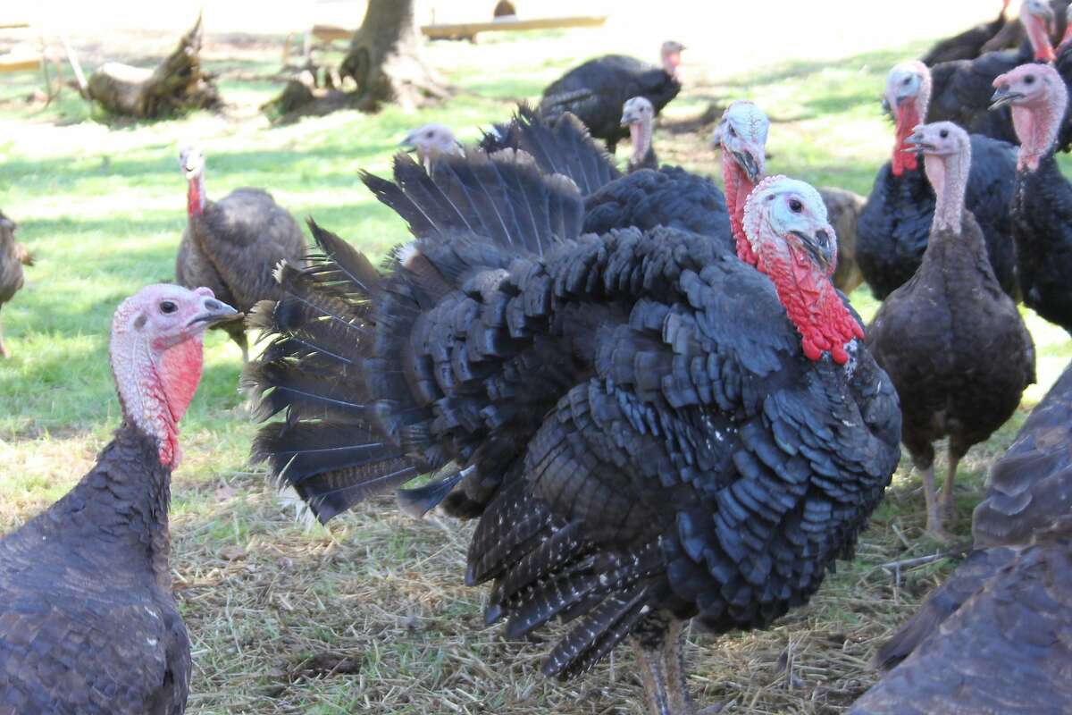 Heirloom turkeys on the Diestel Family Turkey Ranch.