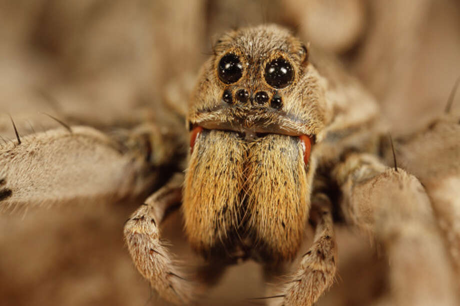 Dangerous? Safe? The venomous and nonvenomous spiders of Texas you need