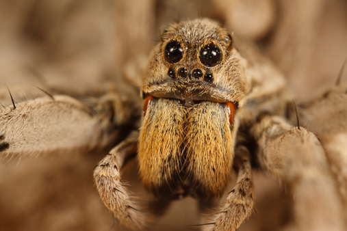 Texas Rangers mascot terrifies fan with fake spider