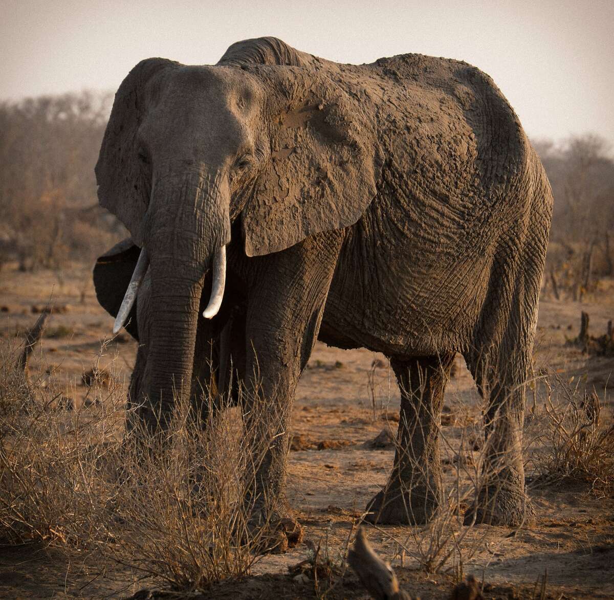 During the harsh dry season, Hwange's huge elephant population suffers from hunger and dehydration.