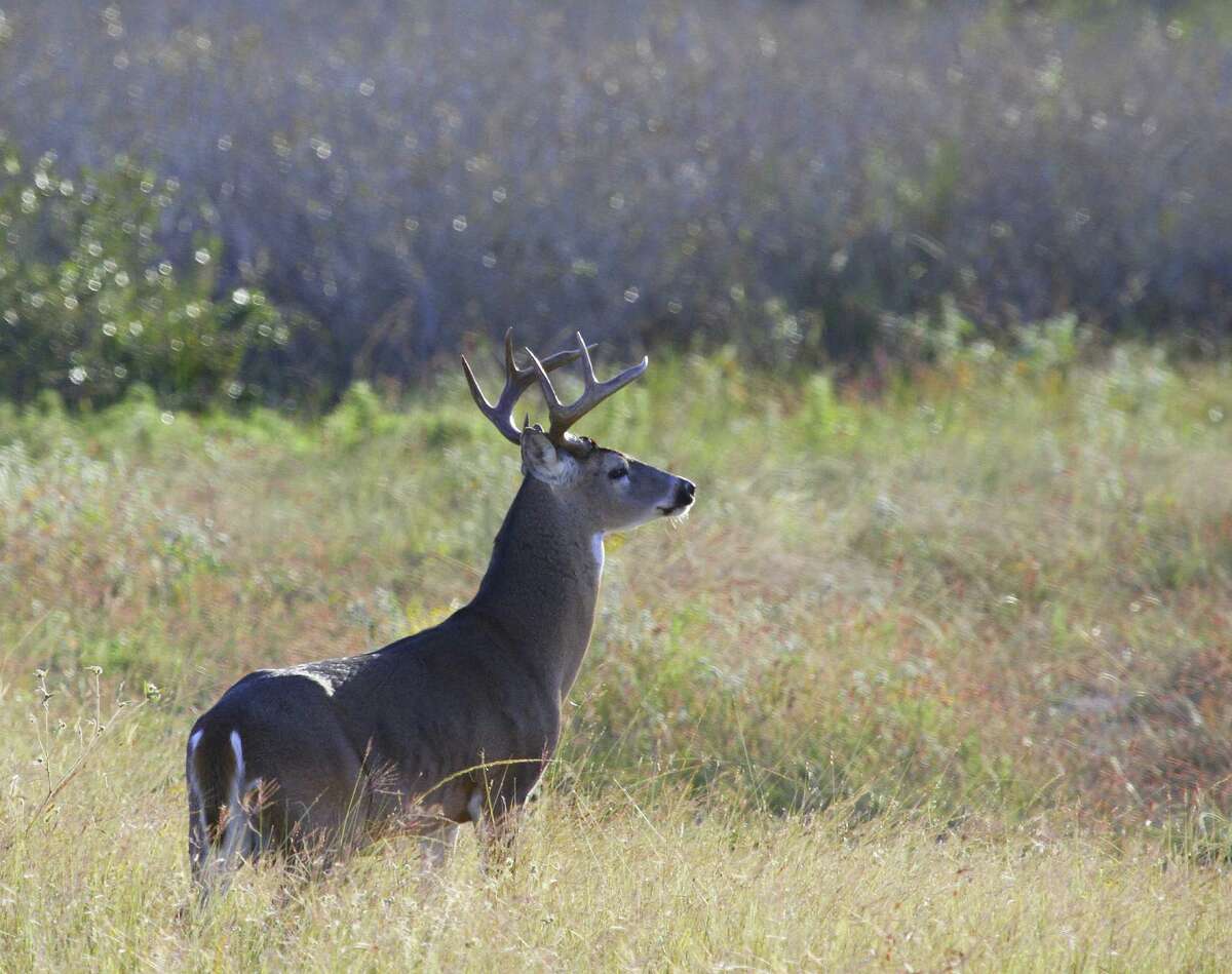 Deer season giving hunters plenty of reasons to be thankful