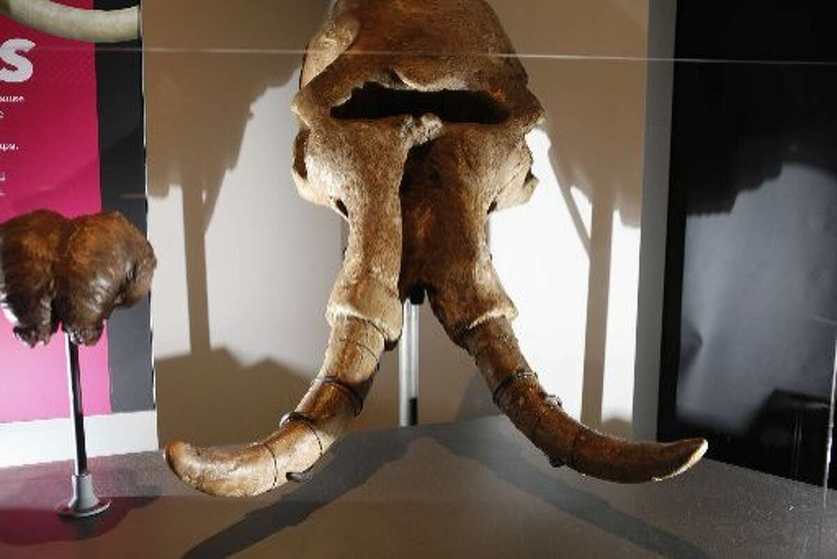 This skull and tusks of a Columbian Mammoth were on display in 2010 at the California Academy of Sciences in San Francisco
