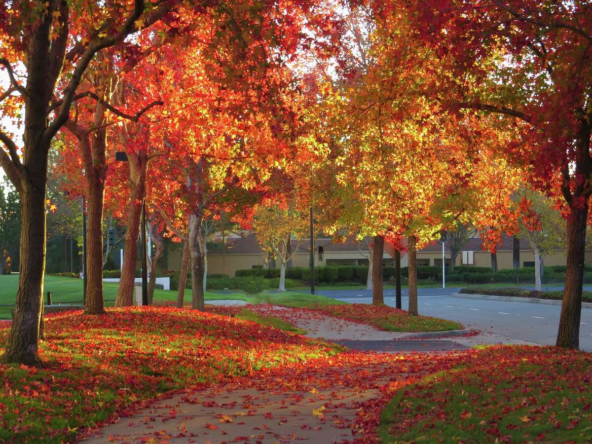 Fall Colors Come to the Bay Area