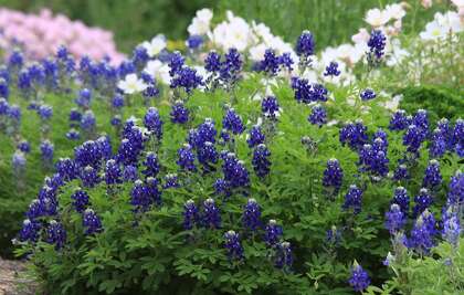 Don T Wait Until Spring To Sow Bluebonnets Houstonchronicle Com