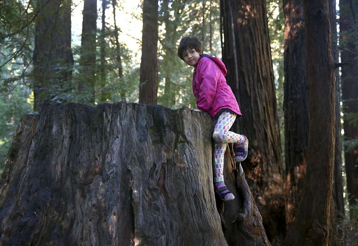 Six-year-old Judah Gottlieb climbs an old redwood stump at Samuel P. Taylor State Park in Lagunitas, Calif. on Friday, Nov. 27, 2015. Judah's family attempted to take advantage of free admission to the park, but all of the free passes were already gone. The Save the Redwoods League provided a limited number of free passes to selected state parks as an alternative to shopping on Black Friday.