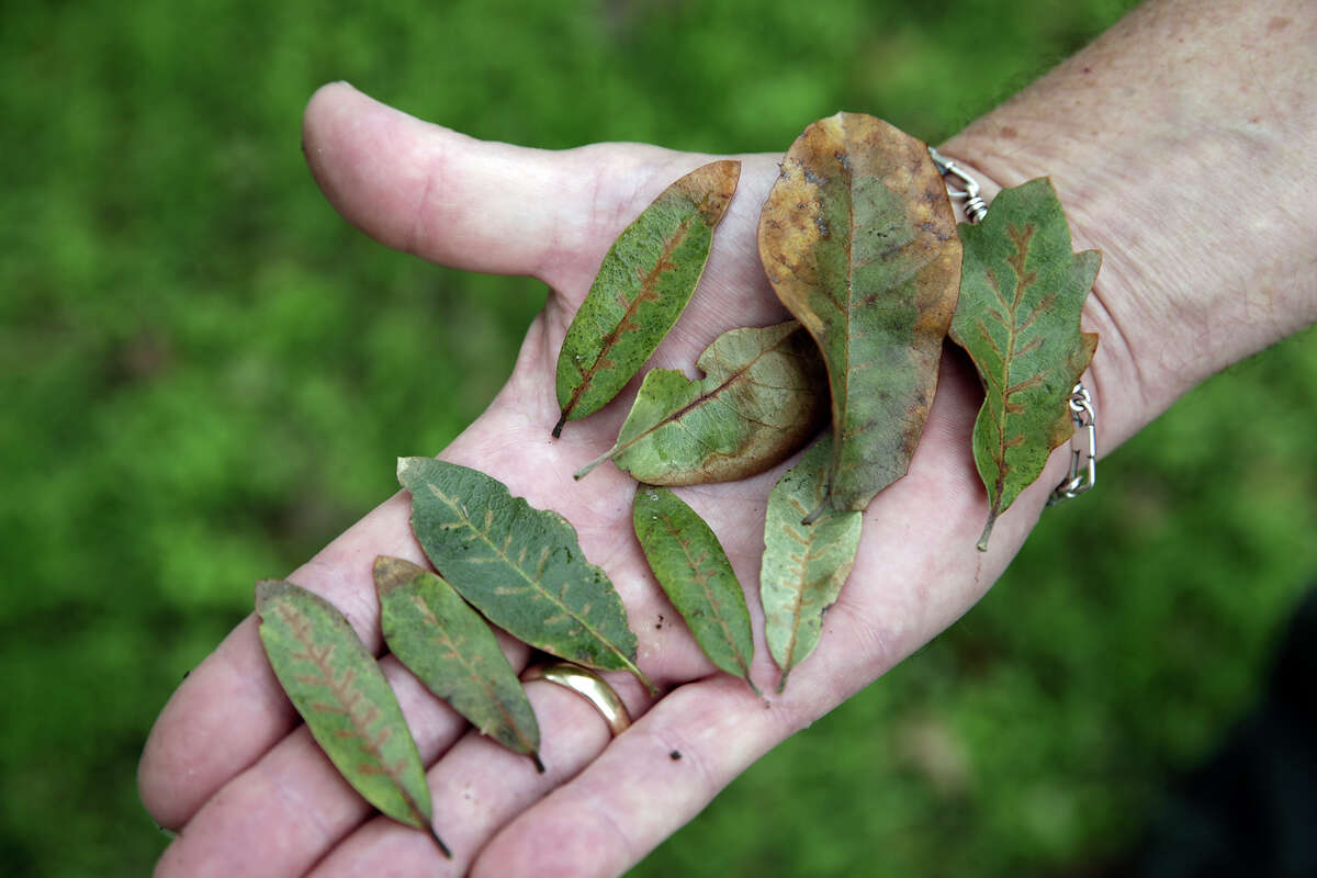 The characteristic vein pattern and leaf burn are shown in leaves from oak wilt infestation on the north side of San Antonio in November.