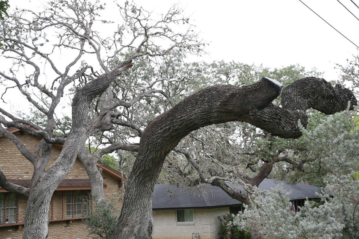 Fatal oak tree disease resurfaces in Glenville