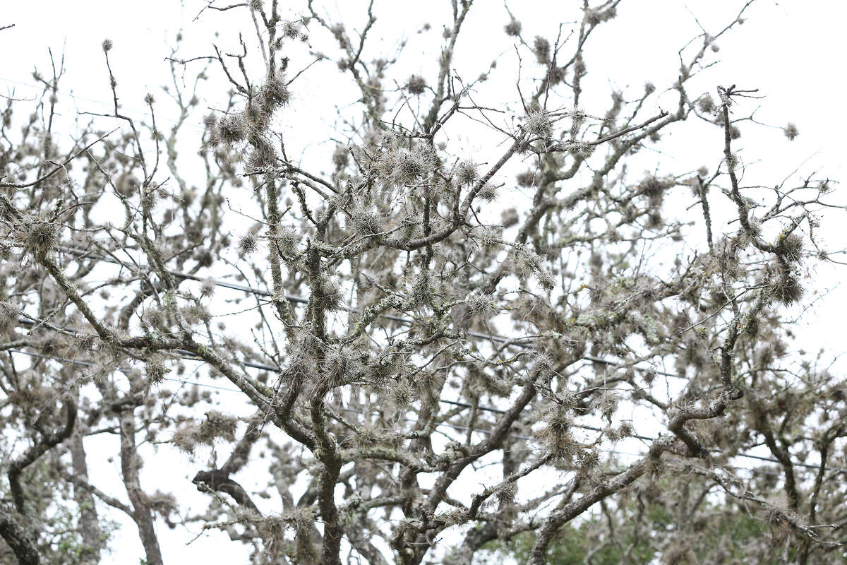 Fatal Oak Tree Disease Resurfaces In Glenville